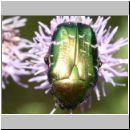 Cetonia aurata - Gemeiner Rosenkaefer 02b 18mm.jpg